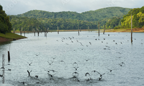 Birds flying over the water in the Periyar National Park , Periyar Tiger Reserve in Kerala India photo