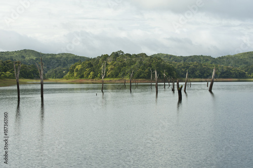 Periyar National Park , Periyar Tiger Reserve in Kerala India