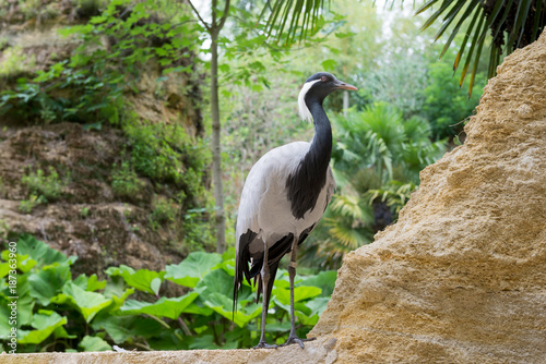 Gray heron stands on a rock  