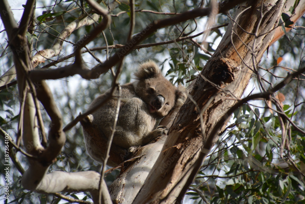 Fototapeta premium koala
