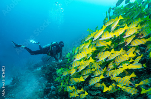 Scuba Taucher in einem Schwarm von gelben Schnappern im Indischen Ozean, Malediven