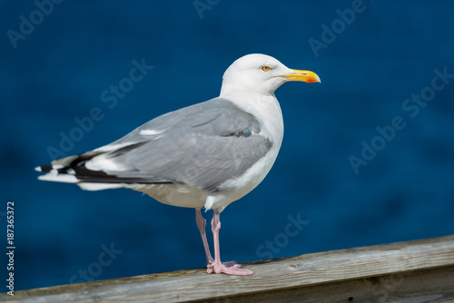 Seagull standing on railing near water © Konstantin Yolshin