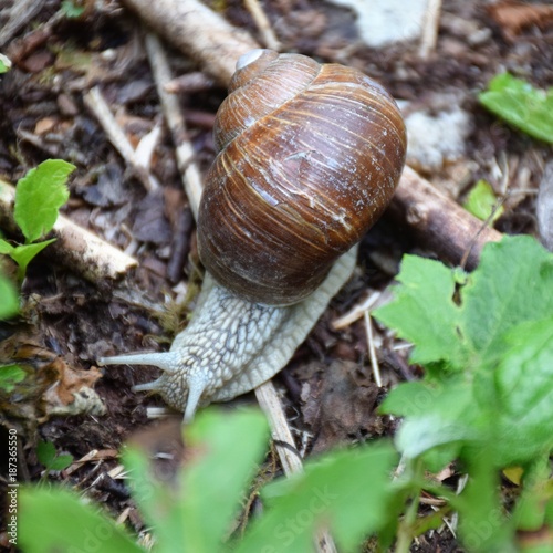 La lumaca con la casetta rotta