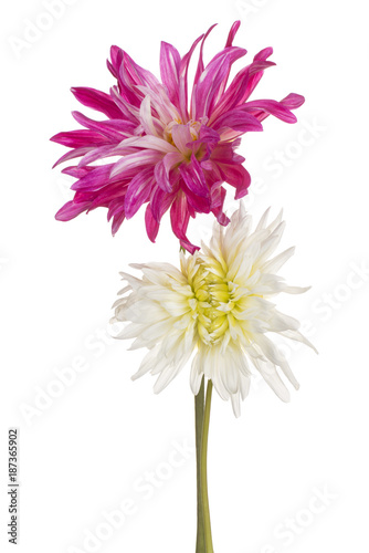 Fototapeta Naklejka Na Ścianę i Meble -  dahlia flower isolated