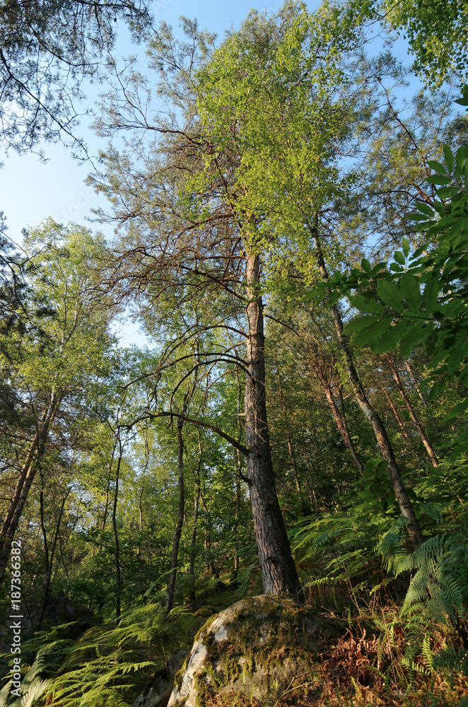 Denecourt path 16 in Trois Pignons forest Denecourt path 16 in Trois Pignons forest