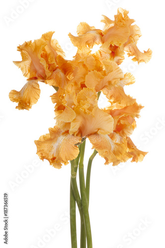 Fototapeta Naklejka Na Ścianę i Meble -  iris flower isolated
