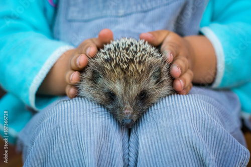 Hedgehog with baby
