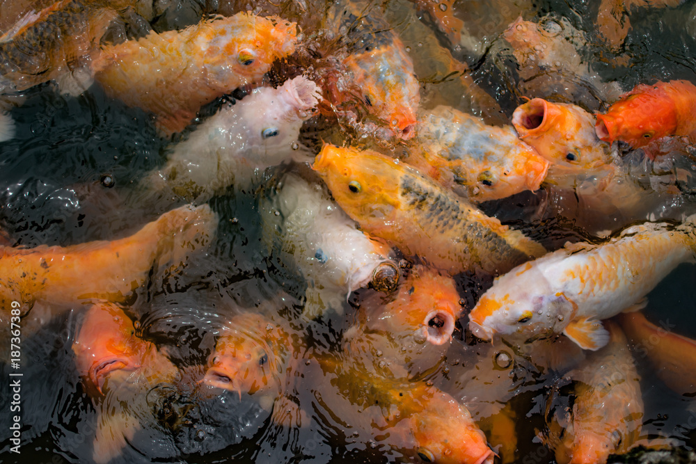 A craving school of big Japanese KOI fish A craving school of big Japanese KOI fish