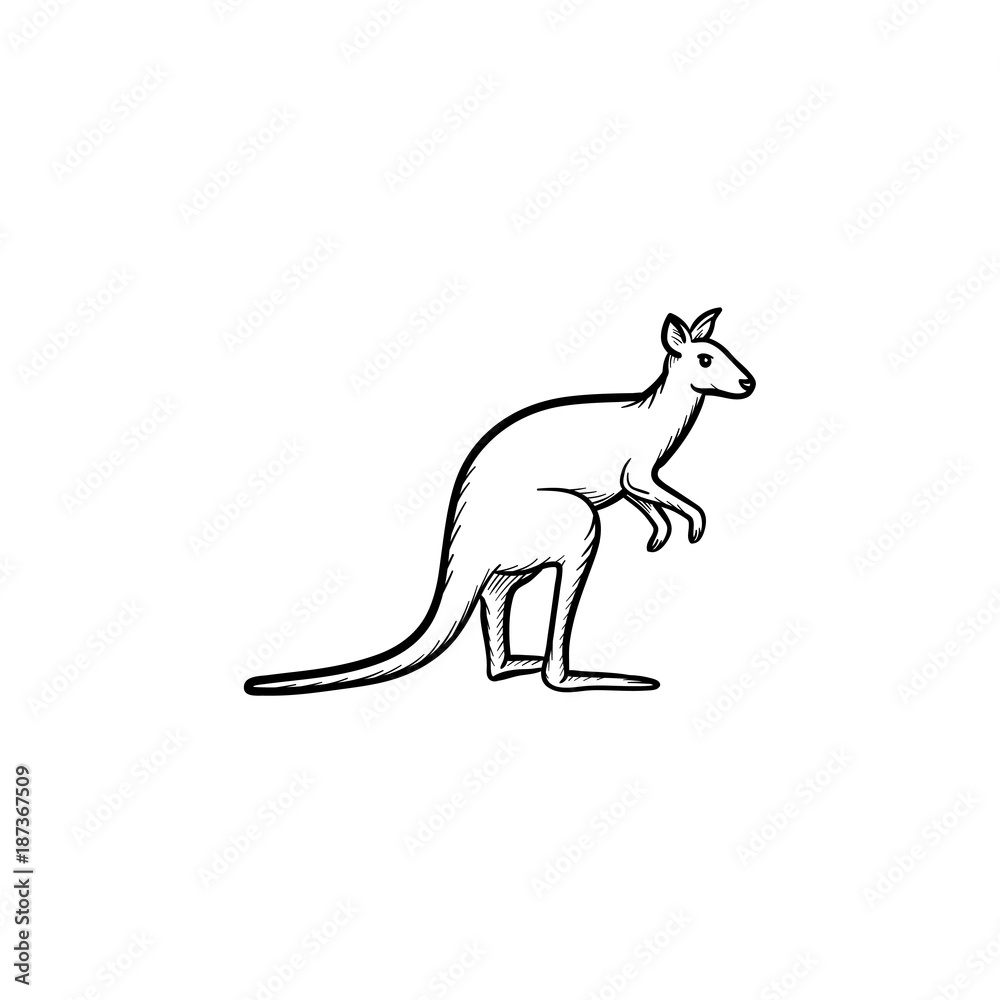 Vector hand drawn Kangaroo outline doodle icon. Kangaroo sketch illustration for print, web, mobile and infographics isolated on white background.