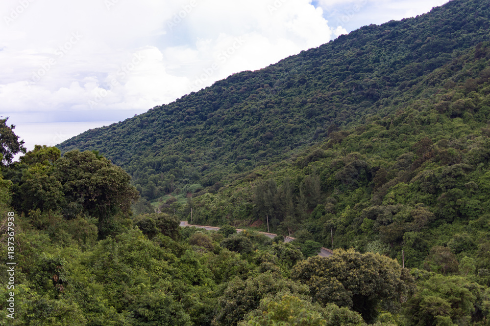 A highway in the jungle A highway in the jungle