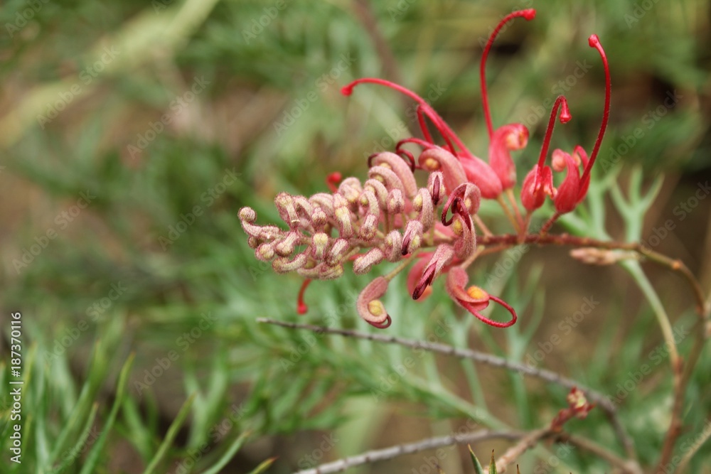 Grevillea banksii, kahili flower in the garden Grevillea banksii, kahili flower in the garden