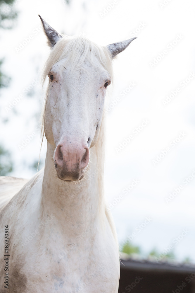 Obraz premium putziges weißes Pferd mit grauen Ohren
