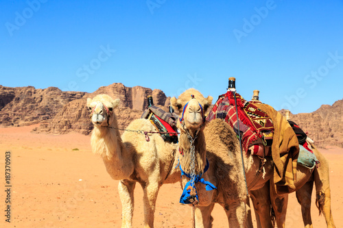 Camels in the middle of the Wadi Rum desert in Jordan © pwollinga
