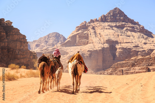 Caravan of camels walking in the Wadi Rum desert in Jordan © pwollinga