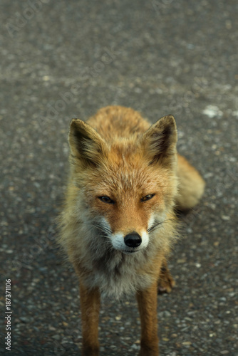 Curious red fox wandering along the road through Shiretoko National Park, Hokkaido, Japan © nielsvos
