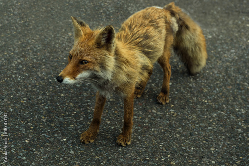 Curious red fox wandering along the road through Shiretoko National Park, Hokkaido, Japan © nielsvos