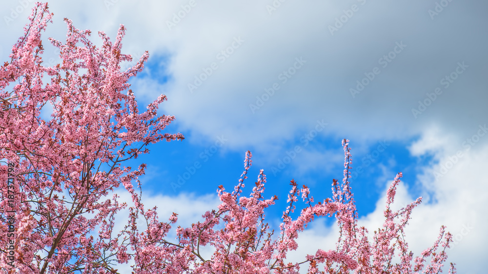 Die japanische Blütenkirsche (Prunus serrulata) im Frühling