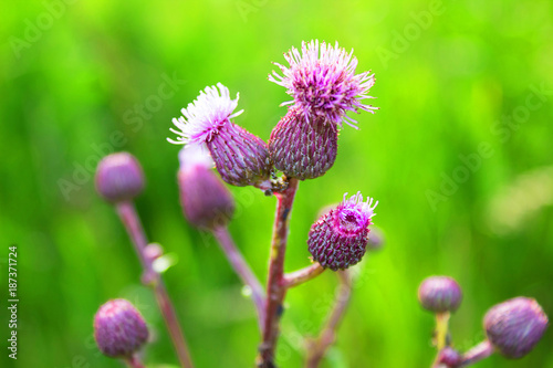 Lilac flowers  fruit of thorny grass  Thistle