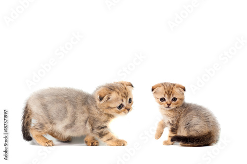 sad very small fluffy kitten scottish fold on white isolated background. With a sore eye that is peeling off