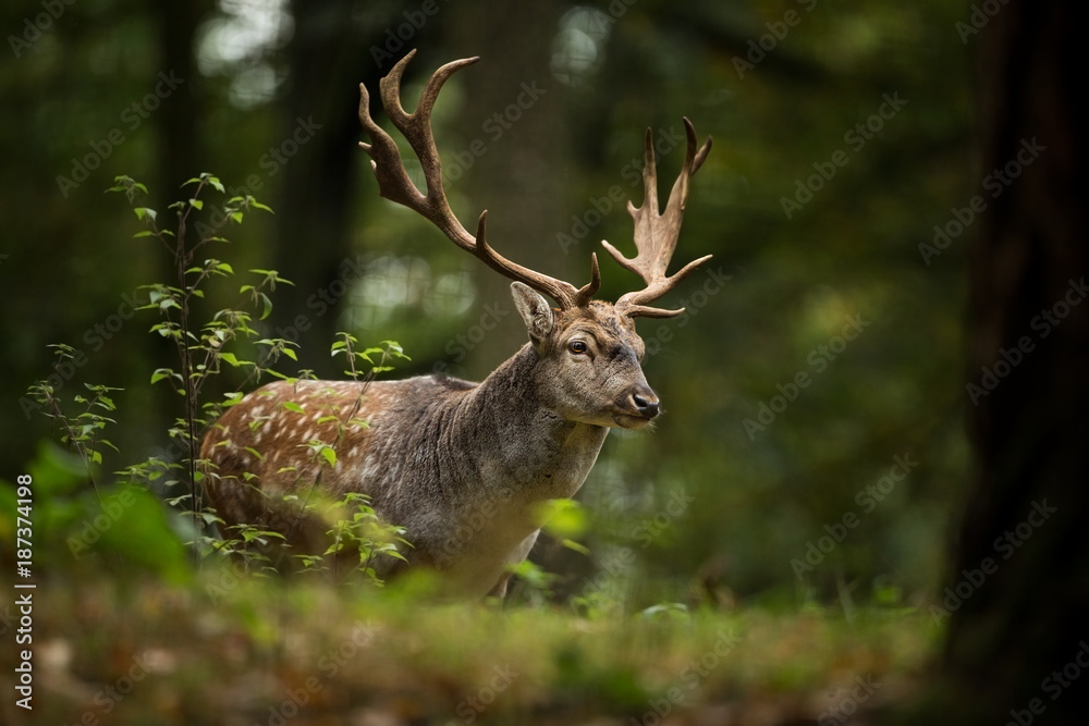 Dama dama. Photo was taken in the Czech Republic. Free nature. Beautiful animal image. Forest. Autumn colors. Dama dama. Photo was taken in the Czech Republic. Free nature. Beautiful animal image. Forest. Autumn colors.