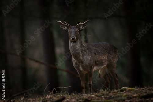 Dama dama. Photo was taken in the Czech Republic. Free nature. Beautiful animal image. Forest. Autumn colors. © Michal