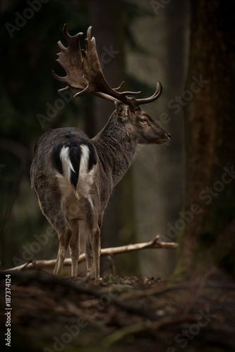 Dama dama. Photo was taken in the Czech Republic. Free nature. Beautiful animal image. Forest. Autumn colors. photo