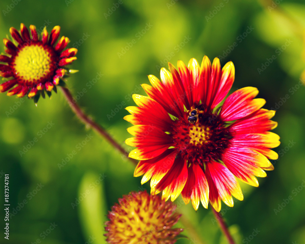 An Indian Blanket flower with a bee extracting nectar from it. An Indian Blanket flower with a bee extracting nectar from it.