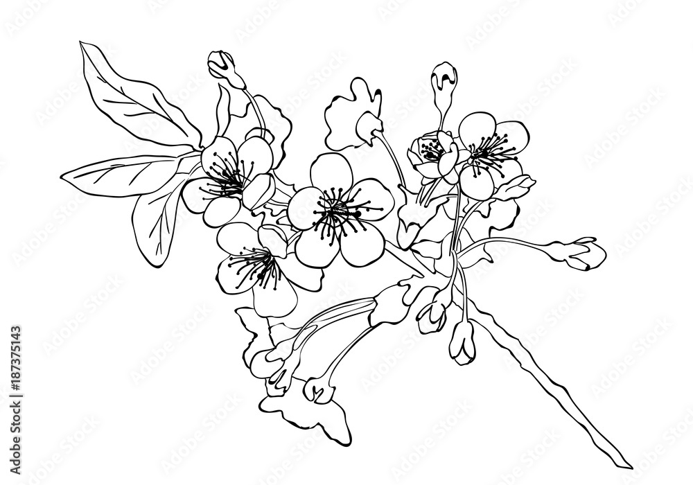 Naklejka premium Cherry blossom sketch . Cherry blossom hand drawn sketch imitation.