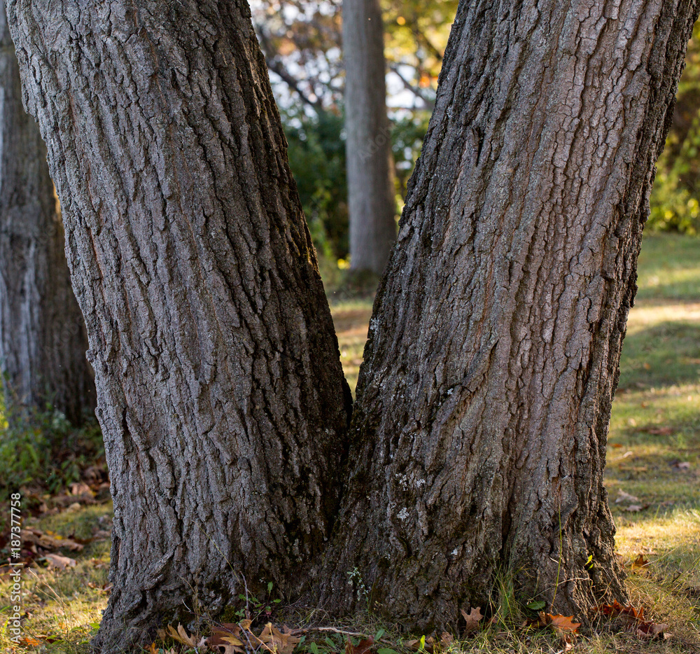 V tree V tree