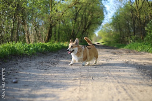 Welsh Corgi Pembroke  photo