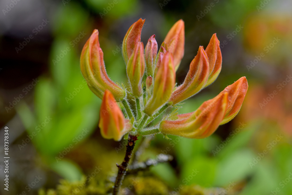 Obraz premium Orange Budz