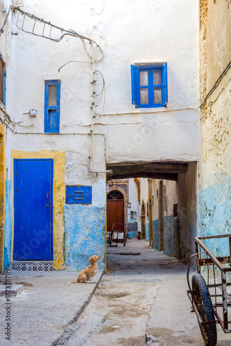 Puppy at the street, Essaouira © dinozzaver