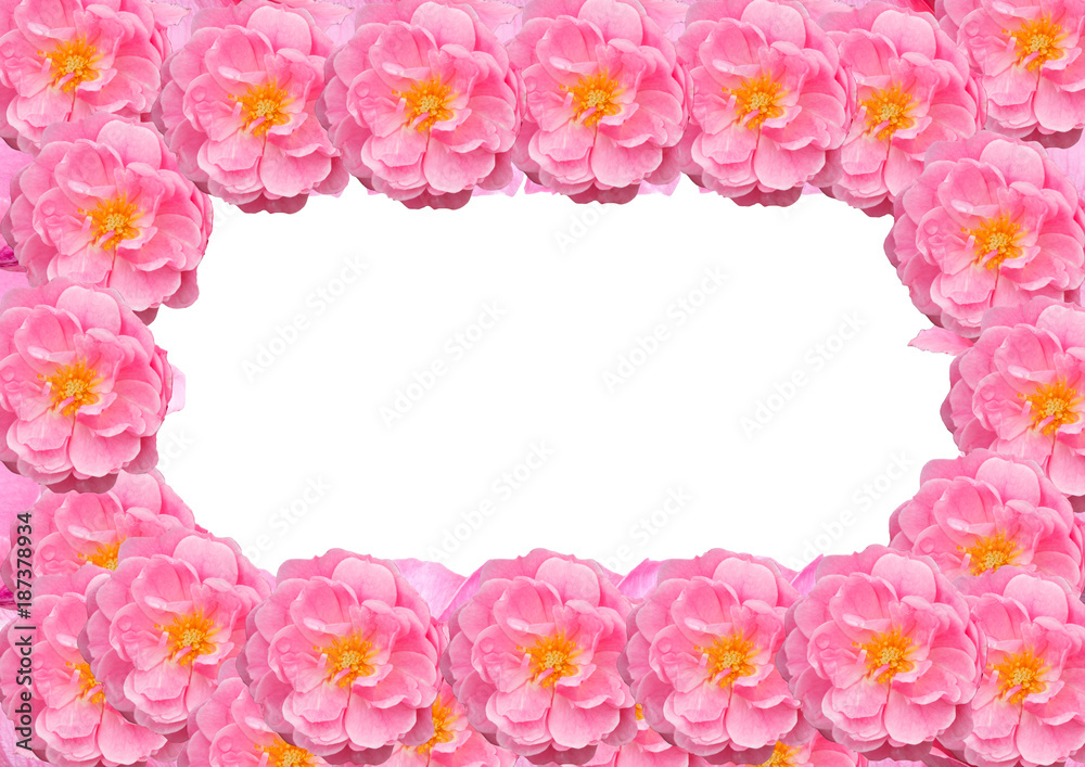 Frame, postcard of rose flowers isolated on white background. Frame, postcard of rose flowers isolated on white background.