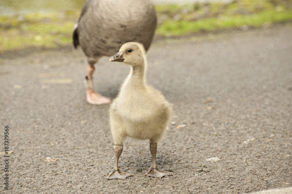Fluffy baby goslings Fluffy baby goslings