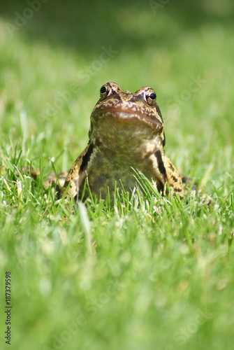 Kiekeboe Frog