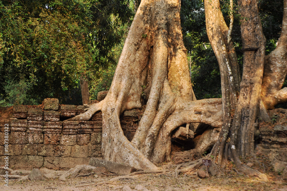 Strangler fig taking over a wall