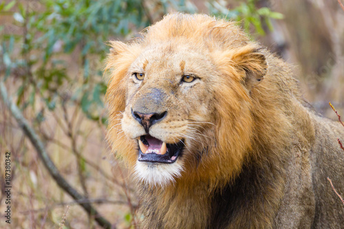 Lion from Kruger National Park  South Africa
