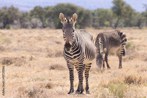Cape mountain zebra  South Africa