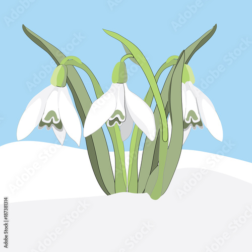 Snowdrops in the spring snow. Vector illustration on blue background