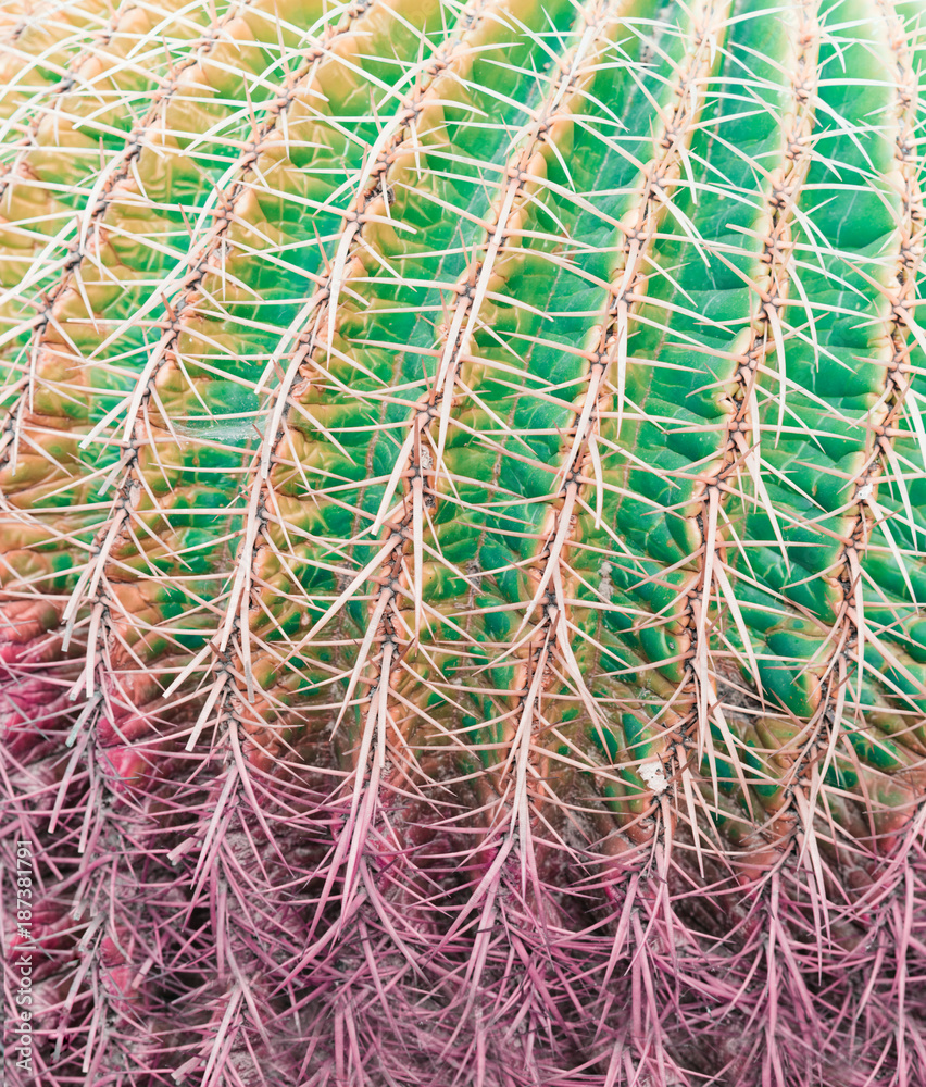 Background pattern of cactus Stock Photo | Adobe Stock