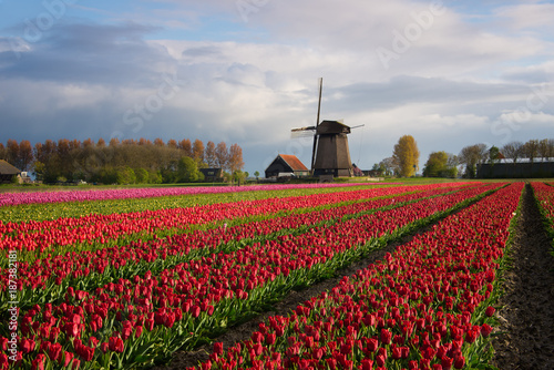 Colorful rows of tulips in front of a windmill