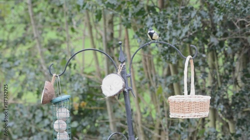 Great-tit, parus major, alone at a bird feeder, pecking at a coconut half.