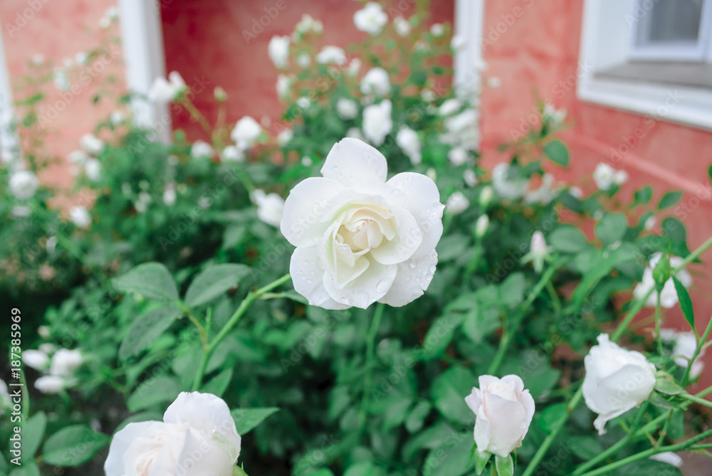 Fototapeta premium White Wet Roses on a sunny day after a storm. Red Garden Background