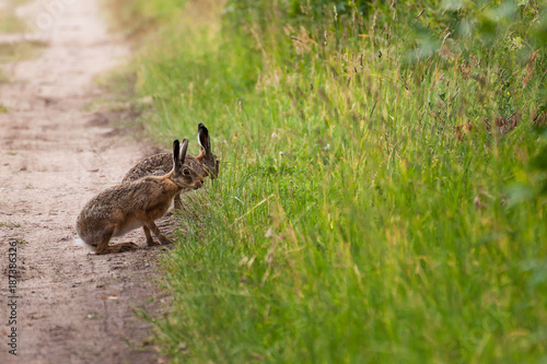 Brown hares (Lepus europaeus) at breakfast © Halina