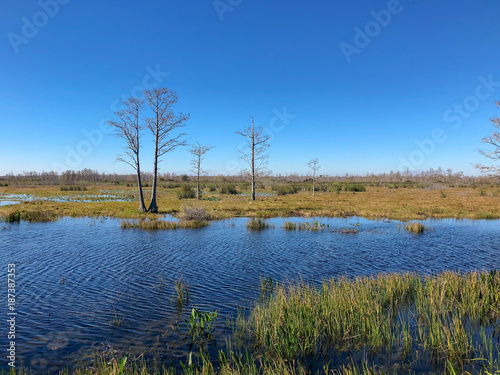 windy winter swamp landscape