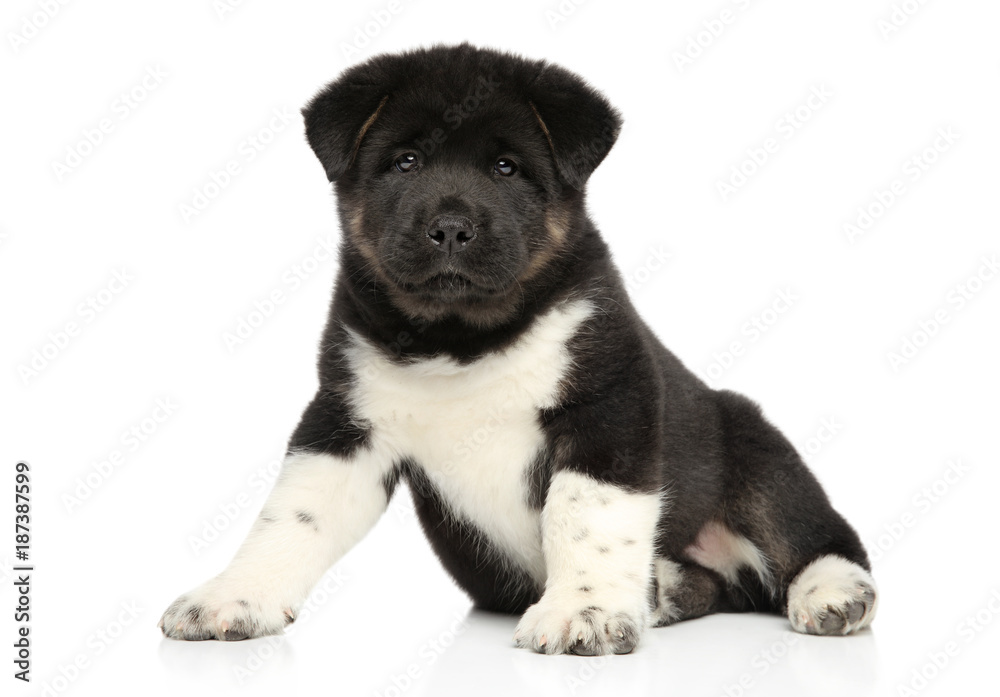 American Akita puppy American Akita puppy