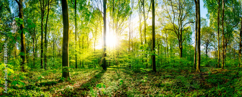 Spring in the forest with bright sun shining through the trees photo