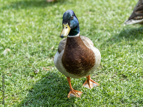 Ente im grass photo