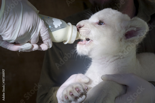Fototapeta Naklejka Na Ścianę i Meble -  White South African lion cub