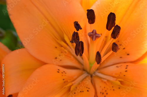 Orange Stamen and Anthers